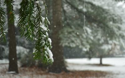 Auguri per un Sereno Natale e inizio 2026 ricco di Progetti